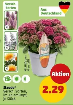 Stauden
Versch. Sorten