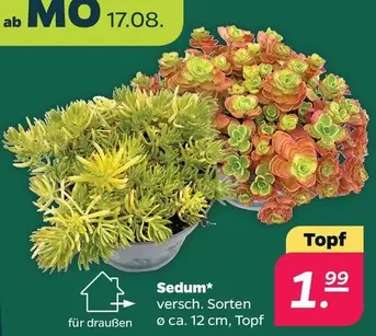 Sedum