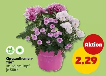 Chrysanthemen-Trio