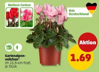 Gartenalpenveilchen