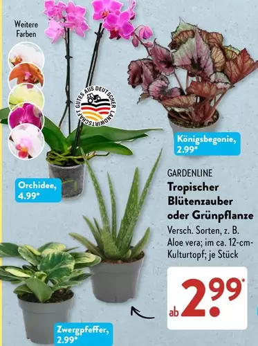 Tropischer Blütenzauber oder Grünpflanze