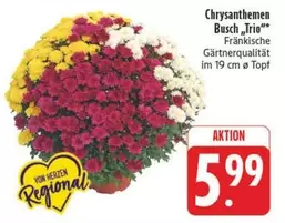 Chrysanthemen Busch "Trio"