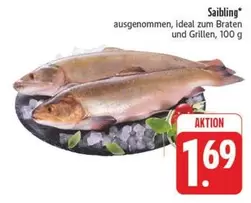 Ideal - Saibling