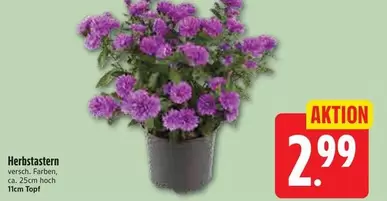 Herbstastern