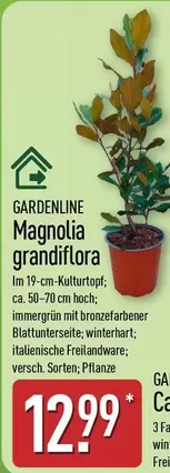 Magnolia grandiflora