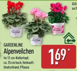 Alpenveilchen