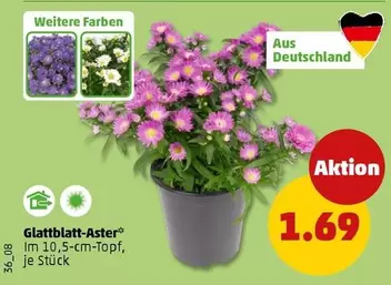 Glattblatt-Aster