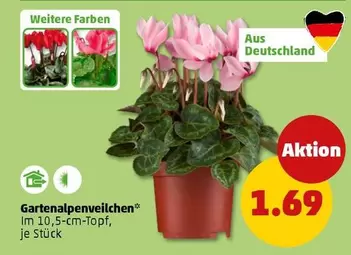 Gartenalpenveilchen