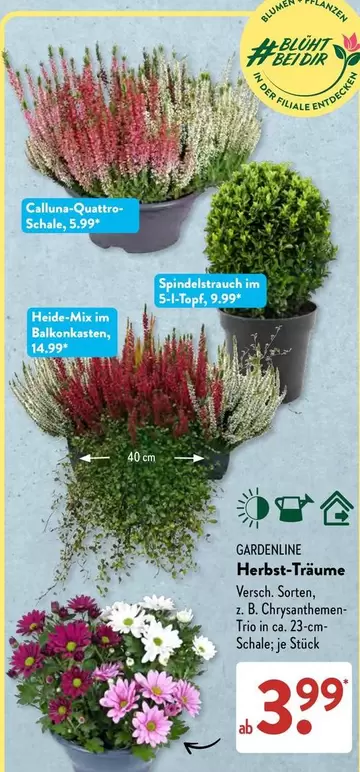 Blume - GARDENLINE Herbst-Träume