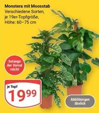 Monstera mit Moosstab