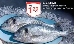 Royal - Dorade