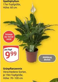 Spathiphyllum
