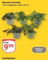Keramik - Maranta in