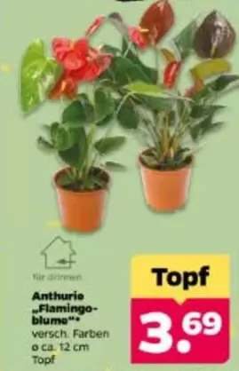 Anthurie "Flamingo-blume"