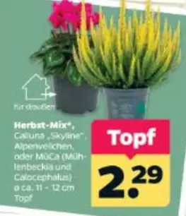 Herbst-Mix*, Calluna "Skyline", oder M ext{ü}Ca (M ext{ü}hlenbeckia und Calocephalus)