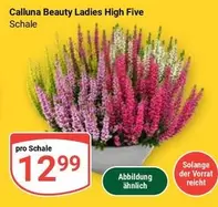Calluna Beauty Ladies High Five