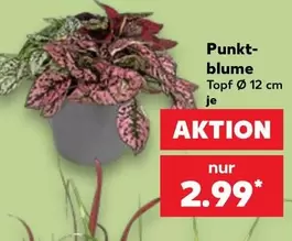 Blume - Punktblume