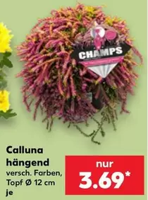 Calluna hängend