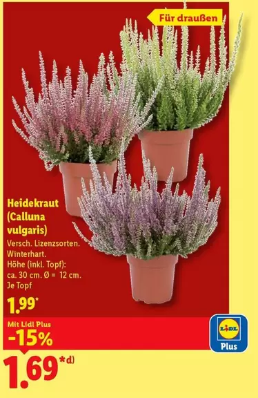 Heidekraut (Calluna vulgaris)