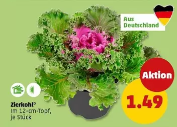 Zierkohl