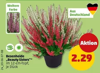 Besenheide "Beauty Sisters"