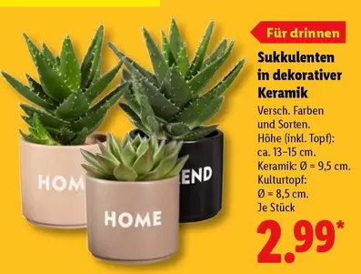 Keramik - Sukkulenten in dekorativer