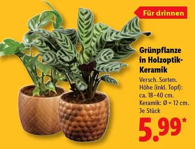Keramik - Grünpflanze in Holzoptik-