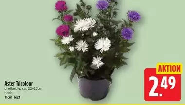 Aster Tricolour