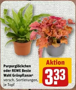 Wahl - Purpurglöckchen oder REWE Beste  Grünpflanze