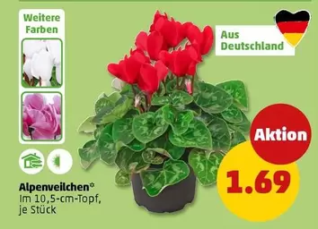 Alpenveilchen