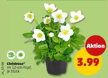 Christrose
