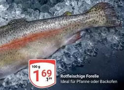 Ideal - Rotfleischige Forelle