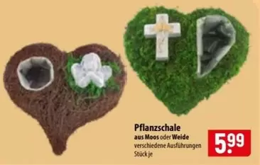 Pflanzschale
