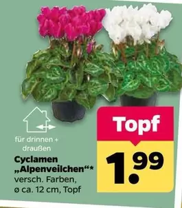 Cyclamen "Alpenveilchen"