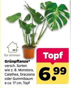 Grünpflanze*