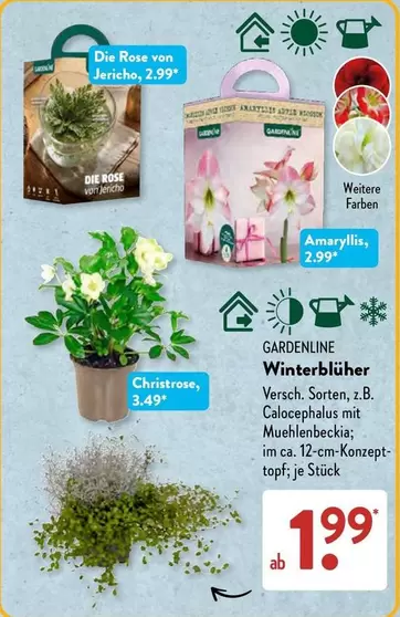 Winterblüher
