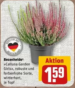 Besenheide Calluna Garden Girls