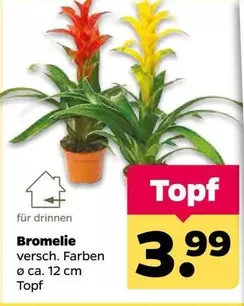 Bromelie