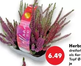 Herbs