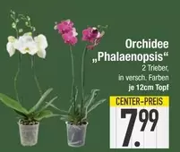 Orchidee "Phalaenopsis"
