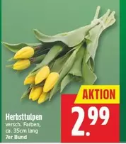 Herbsttulpen