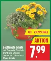 Bepflanzte Schale mit Elwoody, Stachel-draht und Chrysanthemen