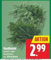 Handbunde Nobilis oder Nordmann