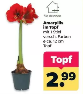 Amaryllis im Topf