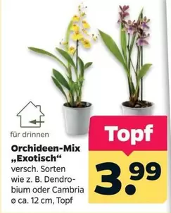 Orchideen-Mix „Exotisch“