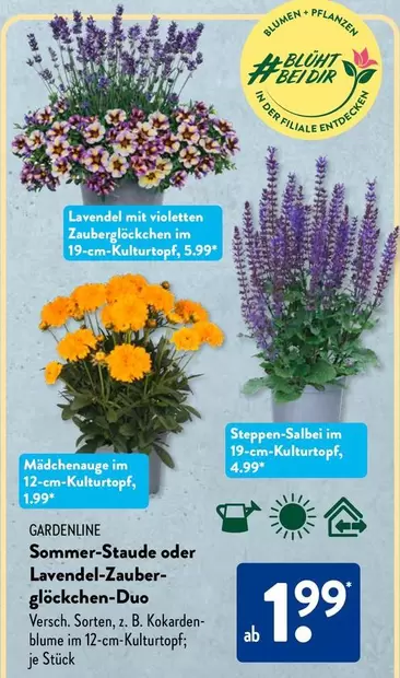 Blume - GARDENLINE Sommer-Staude oder Lavendel-Zauberglöckchen-Duo