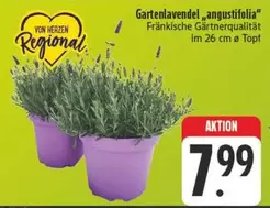 Gartenlavendel "angustifolia"