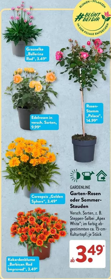 Ballerina - Garten-Rosen oder Sommer-Stauden