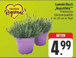 Lavendel Busch "Angustifolia"
