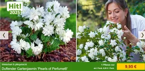 Baldur Garten Katalog in Bad Neustadt an der Saale | Duftender Gartenjadmin Pearls Of Parfume | 2025-10-30T00:00:00.000Z - 2025-11-10T00:00:00.000Z